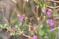 Erodium cicutarium