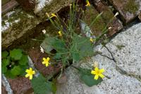 Lactuca muralis