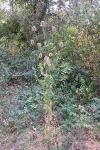 Dipsacus fullonum
