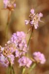 Armeria arenaria