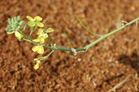 Coincya monensis