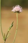 Knautia arvensis