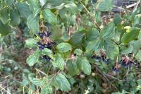 Cornus sanguinea