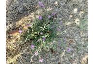 Centaurea jacea