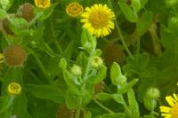 Pulicaria dysenterica