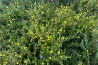 Pulicaria dysenterica