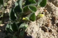 Kickxia spuria