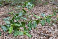 Ilex aquifolium