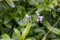 Myosotis laxa