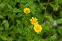 Pulicaria dysenterica
