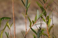 Salix fragilis