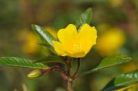 Ludwigia peploides