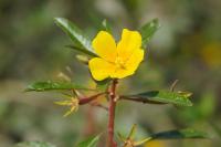 Ludwigia peploides