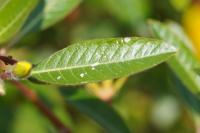 Ludwigia peploides