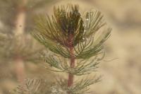 Myriophyllum spicatum