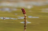 Myriophyllum spicatum
