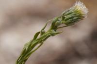 Erigeron acris