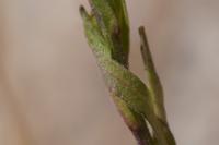 Erigeron acris