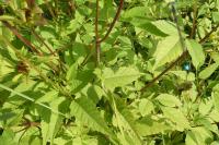 Bidens frondosa
