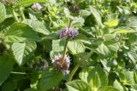 Mentha aquatica