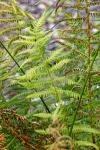 Thelypteris palustris