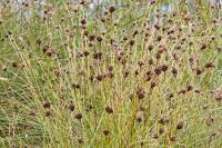 Schoenus nigricans