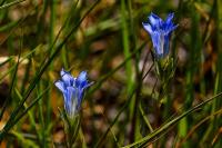 Gentiana pneumonanthe