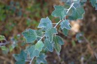Populus alba
