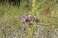 Cirsium palustre