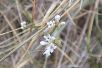 Asperula cynanchica