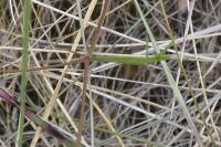 Asperula cynanchica