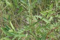 Serratula tinctoria