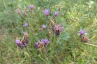 Serratula tinctoria