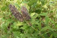 Trifolium rubens