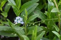Myosotis laxa