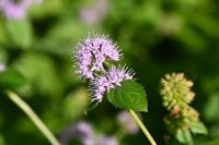 Mentha aquatica