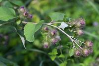 Arctium lappa