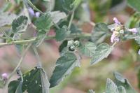 Althaea officinalis