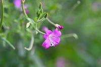 Epilobium hirsutum