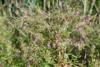 Epilobium hirsutum