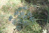Peucedanum gallicum