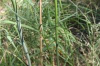 Peucedanum gallicum