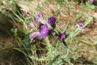 Cirsium palustre