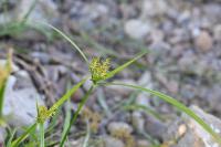 Cyperus esculentus