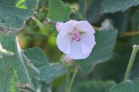 Althaea officinalis