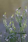 Veronica anagallis-aquatica