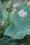 Plantago lanceolata