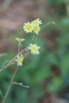 Lactuca serriola