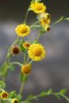 Pulicaria vulgaris