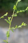 Pulicaria vulgaris